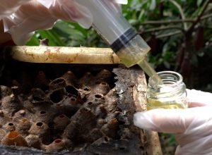 MELIPONARIO-JARDIM-DO-MEL_COLATINA_NOVO_Easy-Resize.com_.jpg