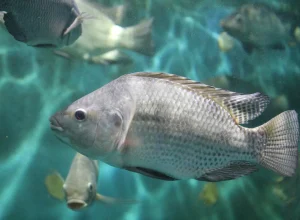 iNQl4G9u-peixebr-tilapia-foto-divulgacao_Easy-Resize.com_